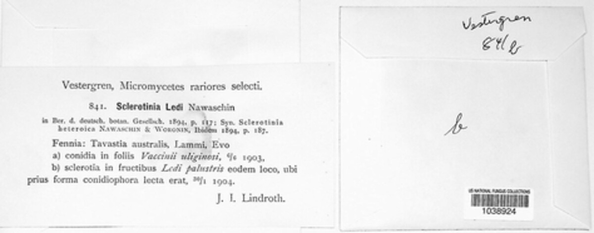 Monilinia ledi image